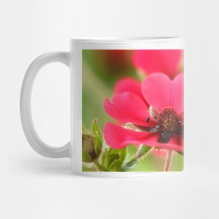 Potentilla nepalensis  Nepal Cinquefoil Mug